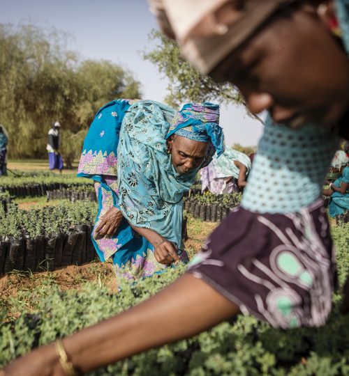 Members of a women’s association pull weeds from seedlings that will eventually be replanted in Koyli Alpha, Senegal